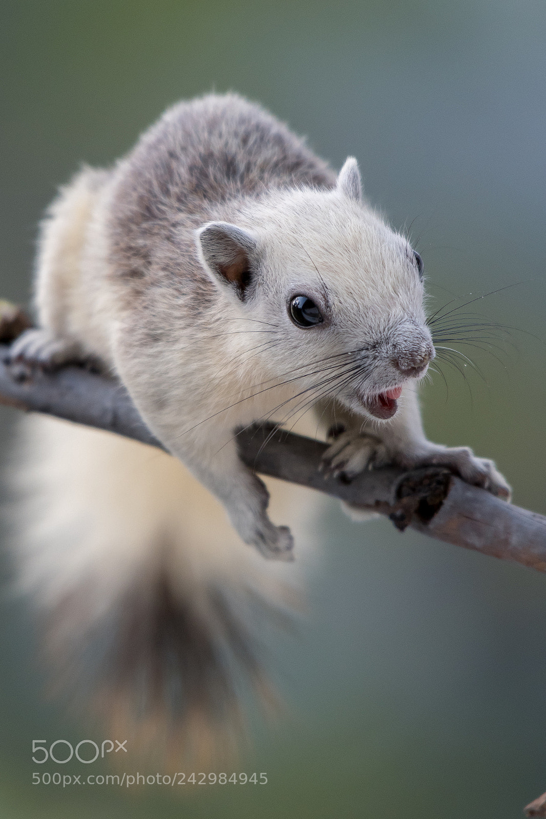 Nikon D500 sample photo. Squirrel photography