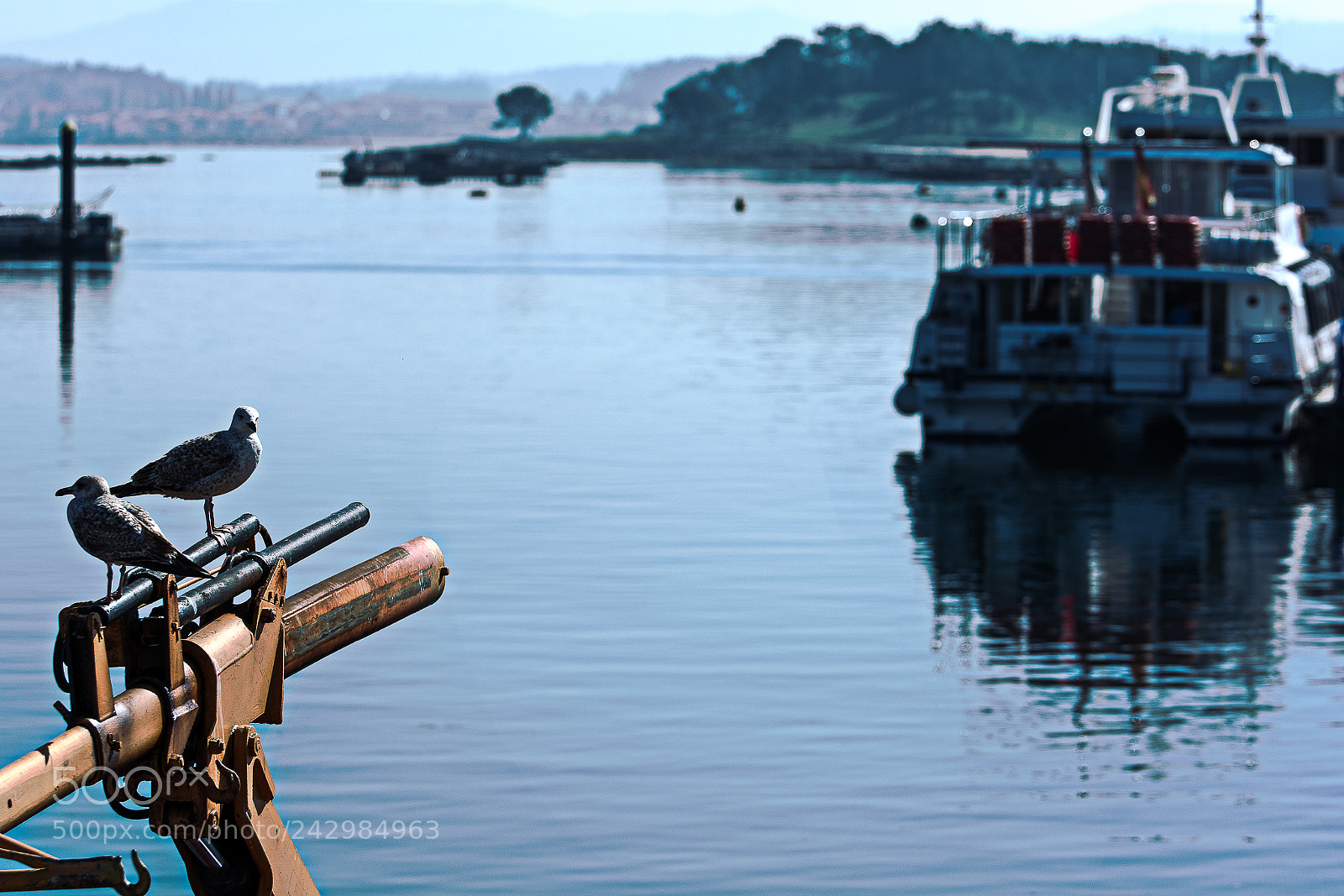 Nikon D7100 sample photo. Gaviotas. gulls photography