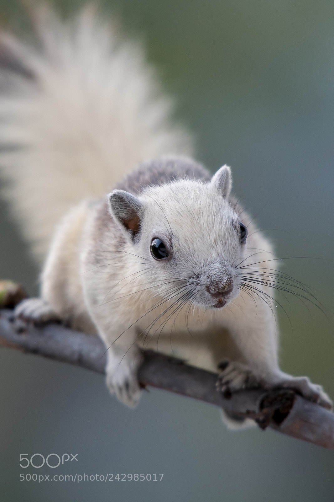 Nikon D500 sample photo. Squirrel photography