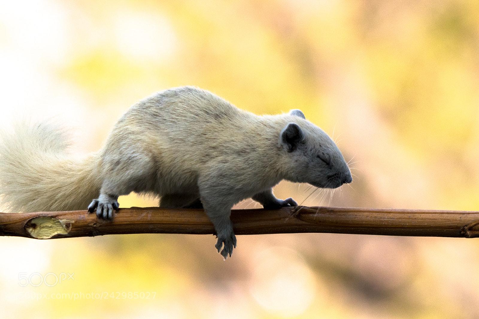 Nikon D500 sample photo. Squirrel photography
