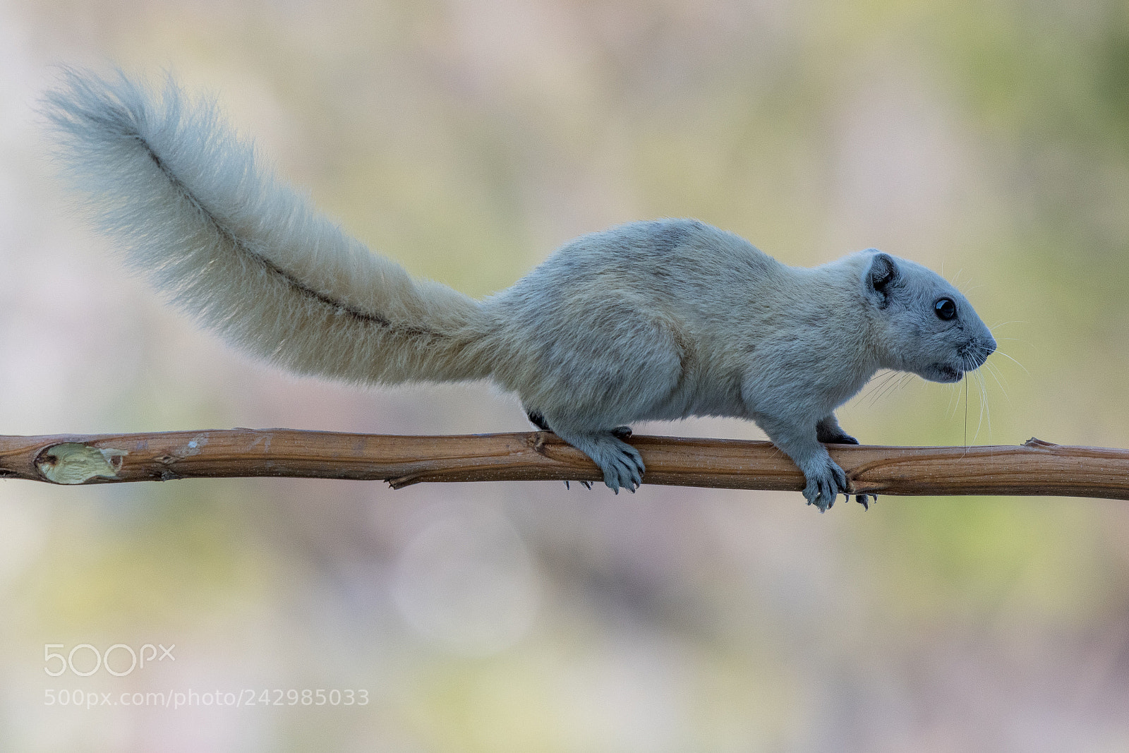Nikon D500 sample photo. Squirrel photography