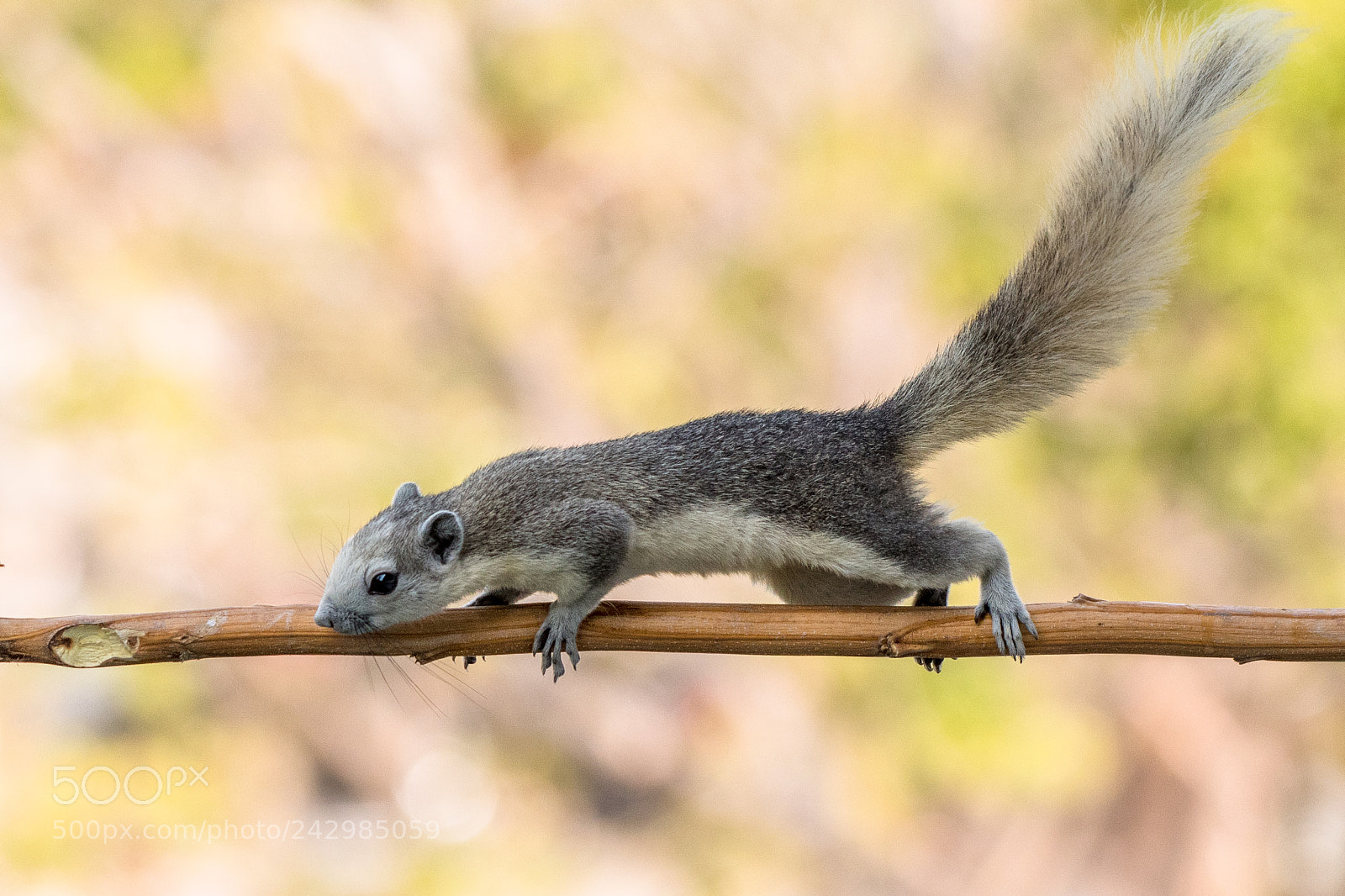 Nikon D500 sample photo. Squirrel photography