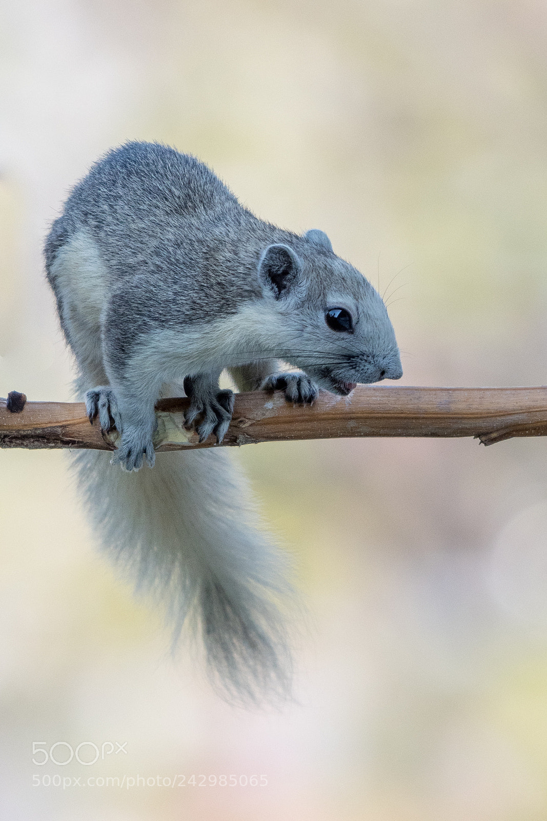 Nikon D500 sample photo. Squirrel photography