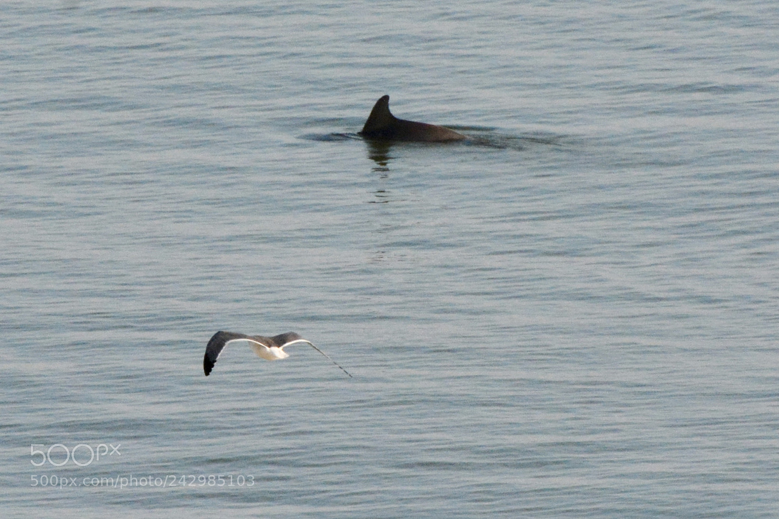 Nikon D7100 sample photo. Waiting for the dolphin photography