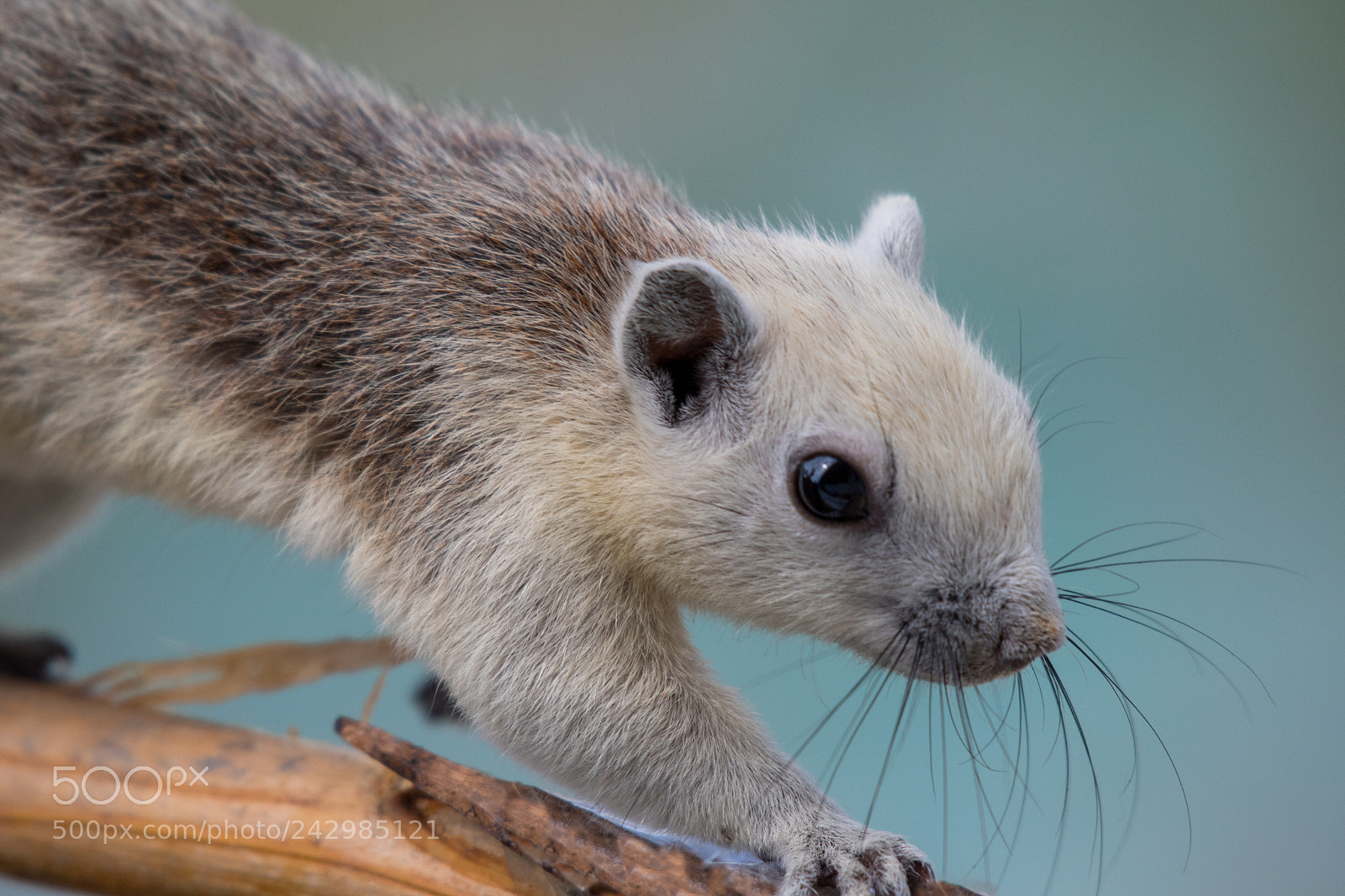 Nikon D500 sample photo. Squirrel photography