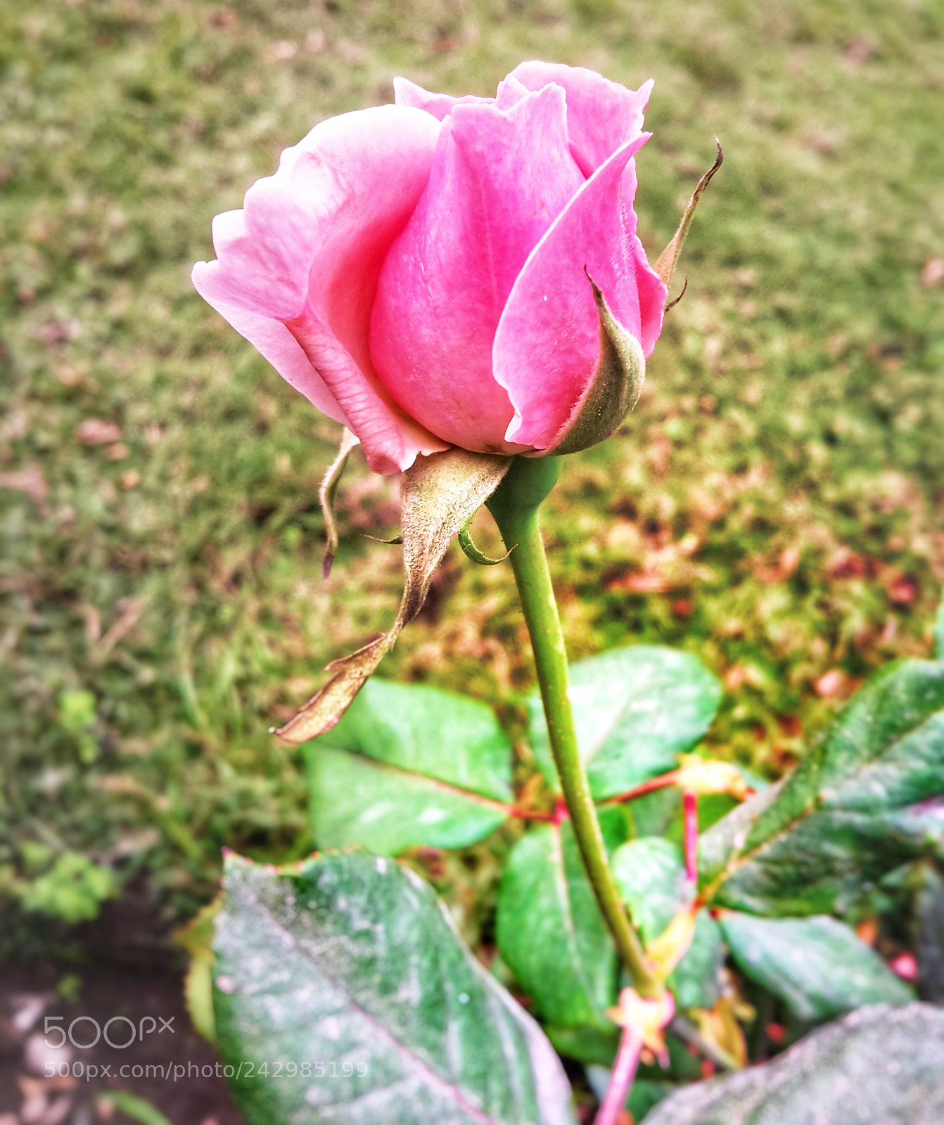 Samsung Galaxy S5 Mini sample photo. The love photography
