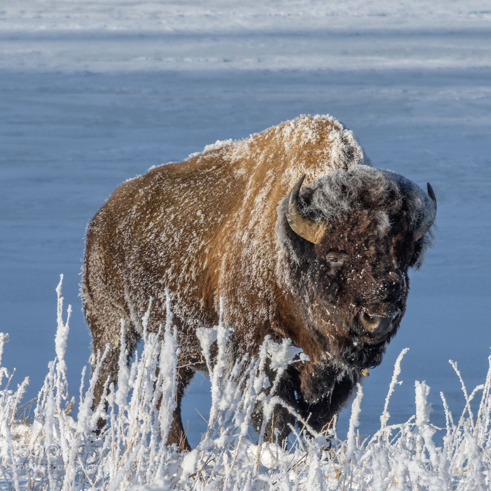 Nikon D810 sample photo. Frosty buffalo photography