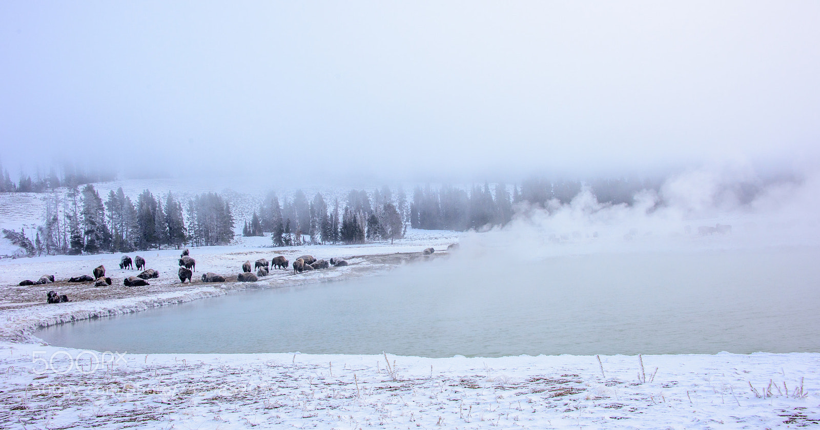 Nikon D810 sample photo. Buffalo herd in winter photography