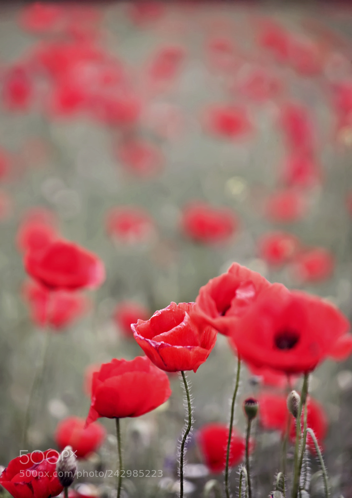 Canon EOS 5D sample photo. Red photography