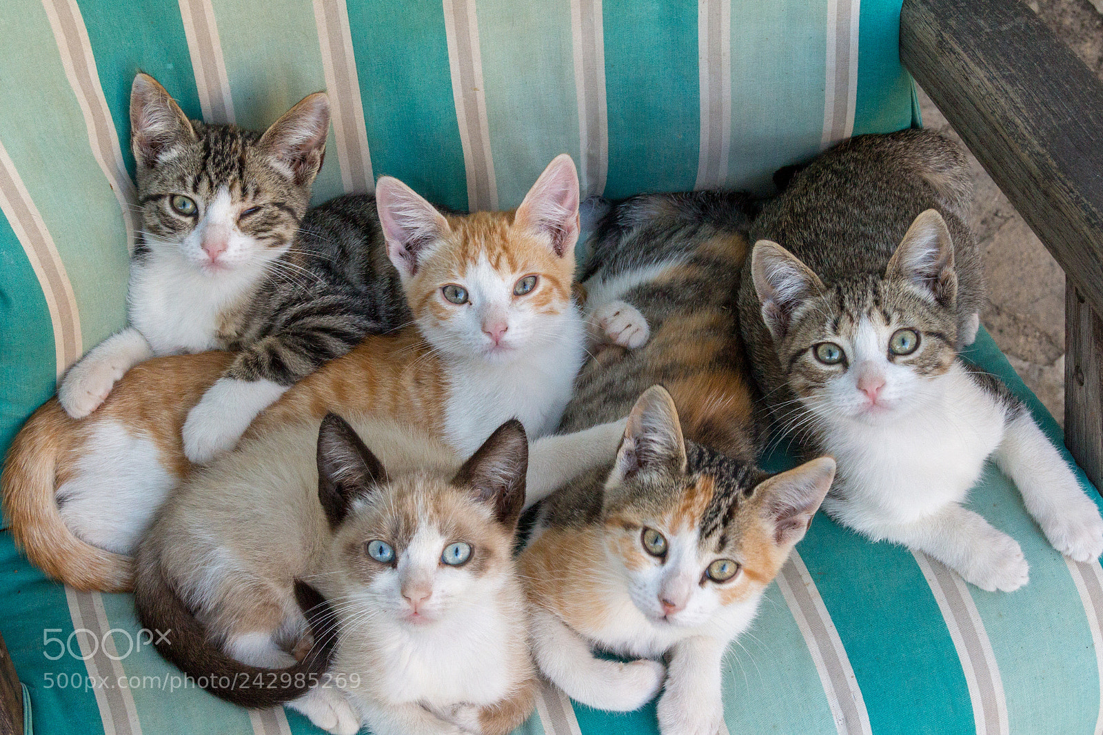 Canon EOS 650D (EOS Rebel T4i / EOS Kiss X6i) sample photo. Heap o'kittens part 2 photography