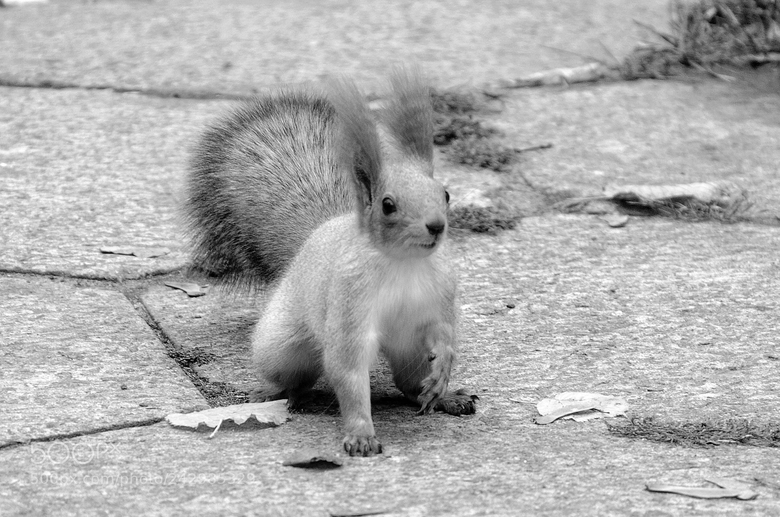 Nikon D90 sample photo. Squirrel photography