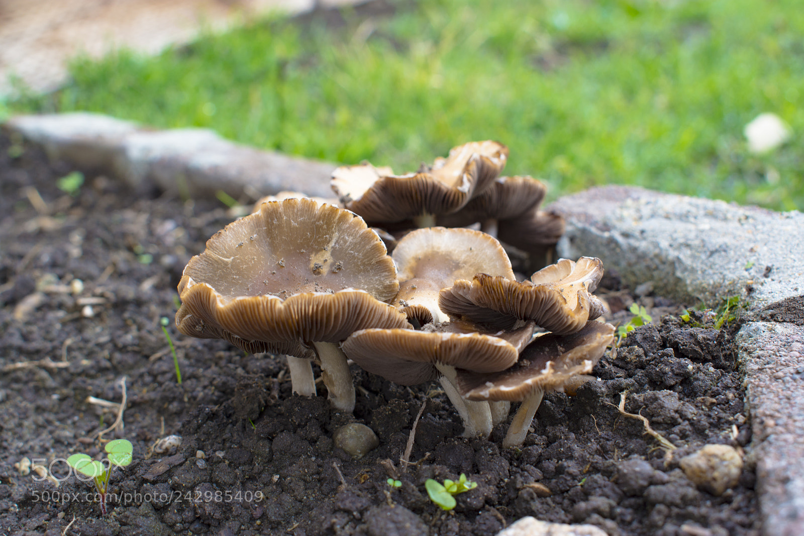 Nikon D7200 sample photo. Mushroom photography