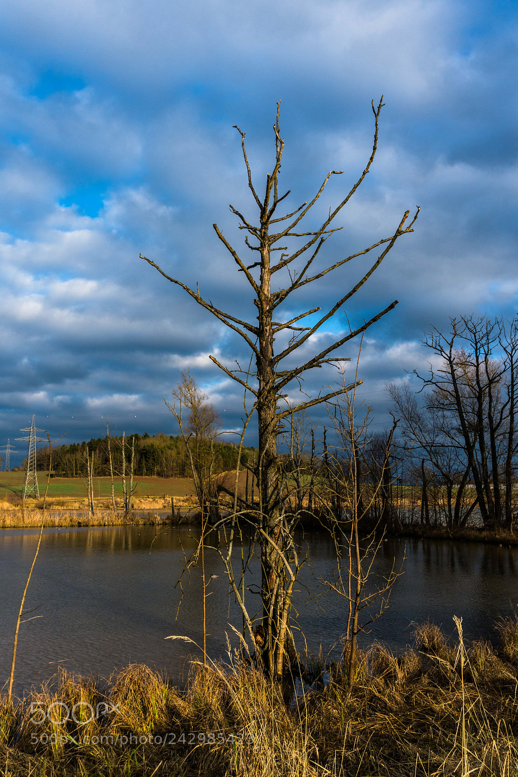 Sony a6300 sample photo. Baum am see photography