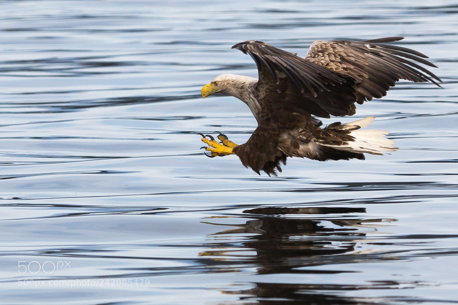 Canon EOS 7D Mark II sample photo. Mr eagle photography