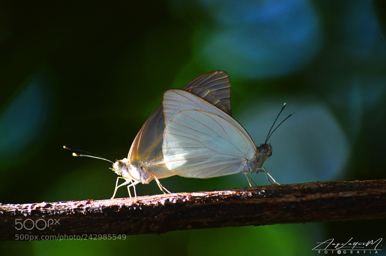 Nikon D3200 sample photo. Bugslife photography