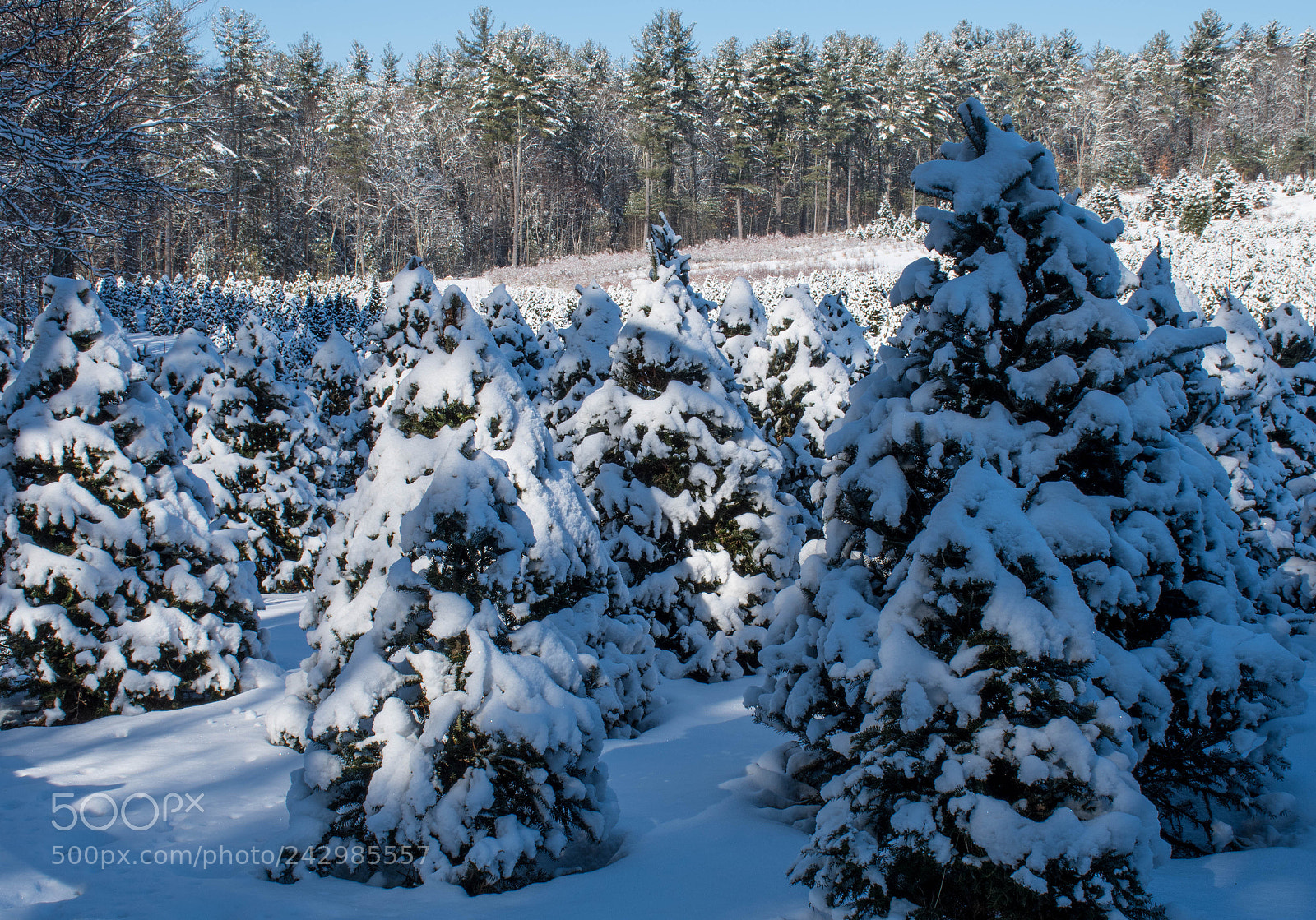 Nikon D7500 sample photo. Christmas tree farm photography