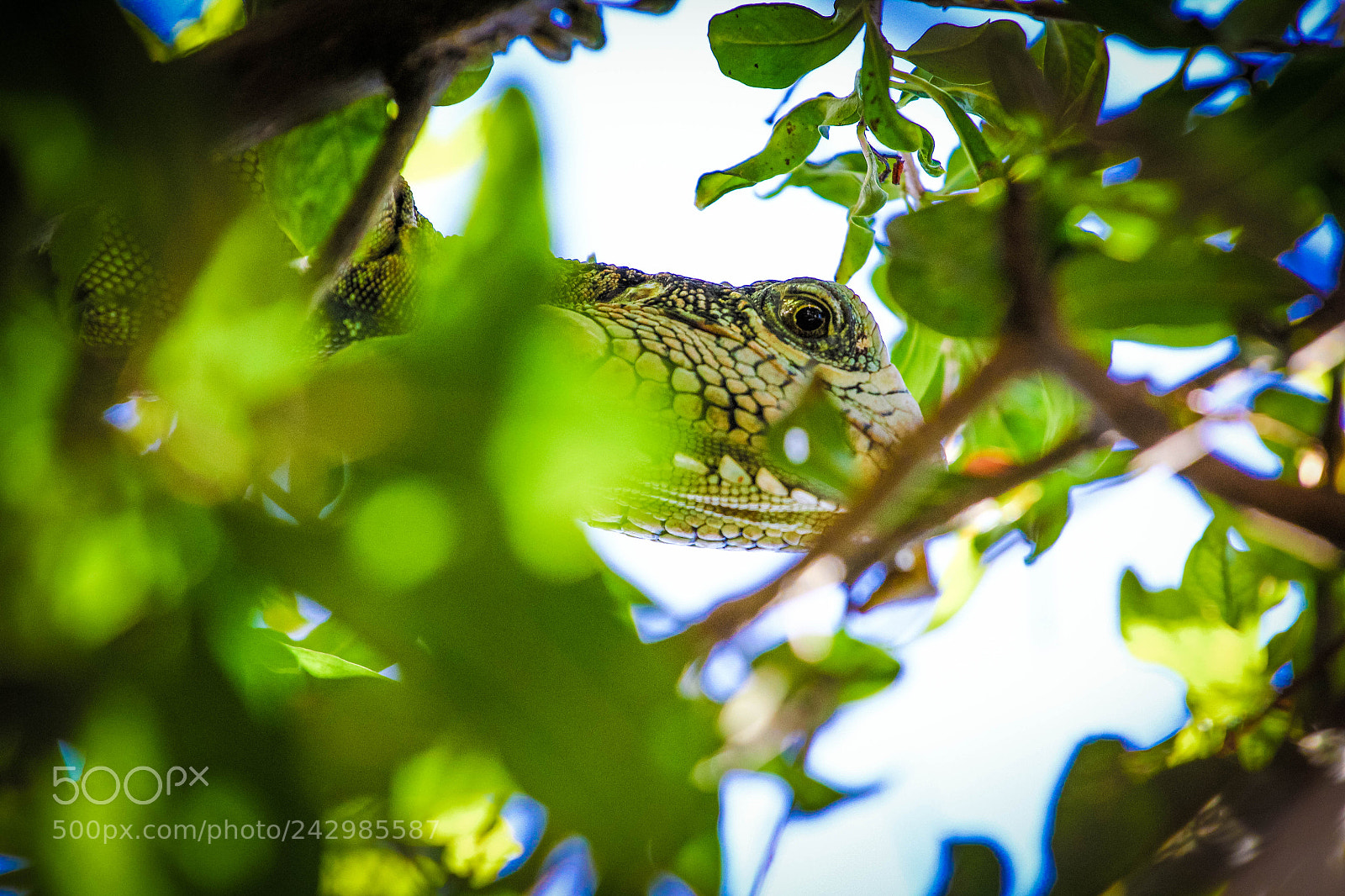 Canon EOS 60D sample photo. Img photography
