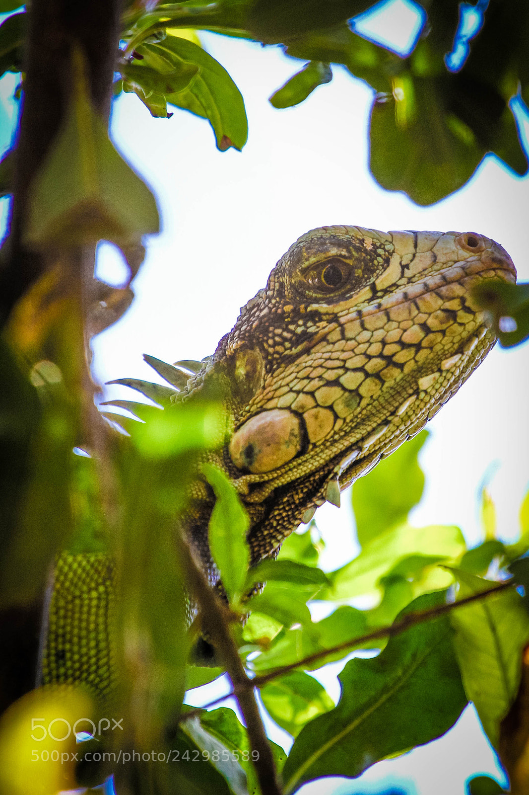 Canon EOS 60D sample photo. Img photography