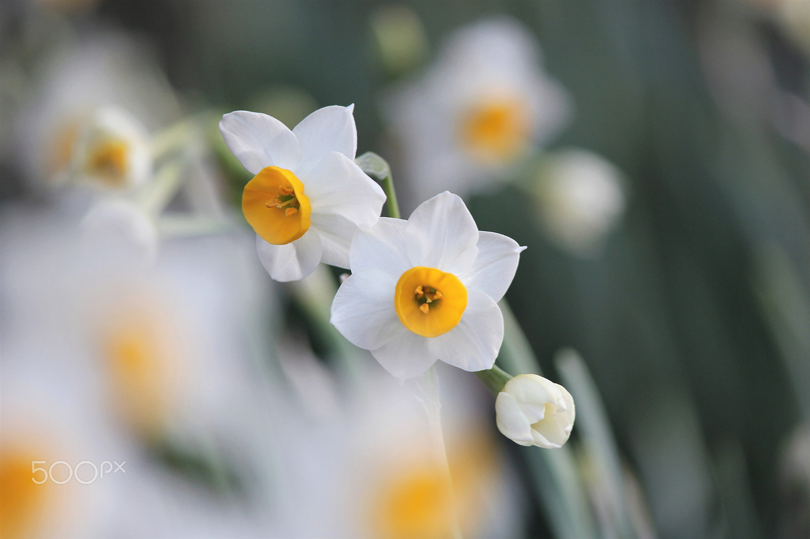 Canon EF-S 55-250mm F4-5.6 IS II sample photo. Narcissus photography