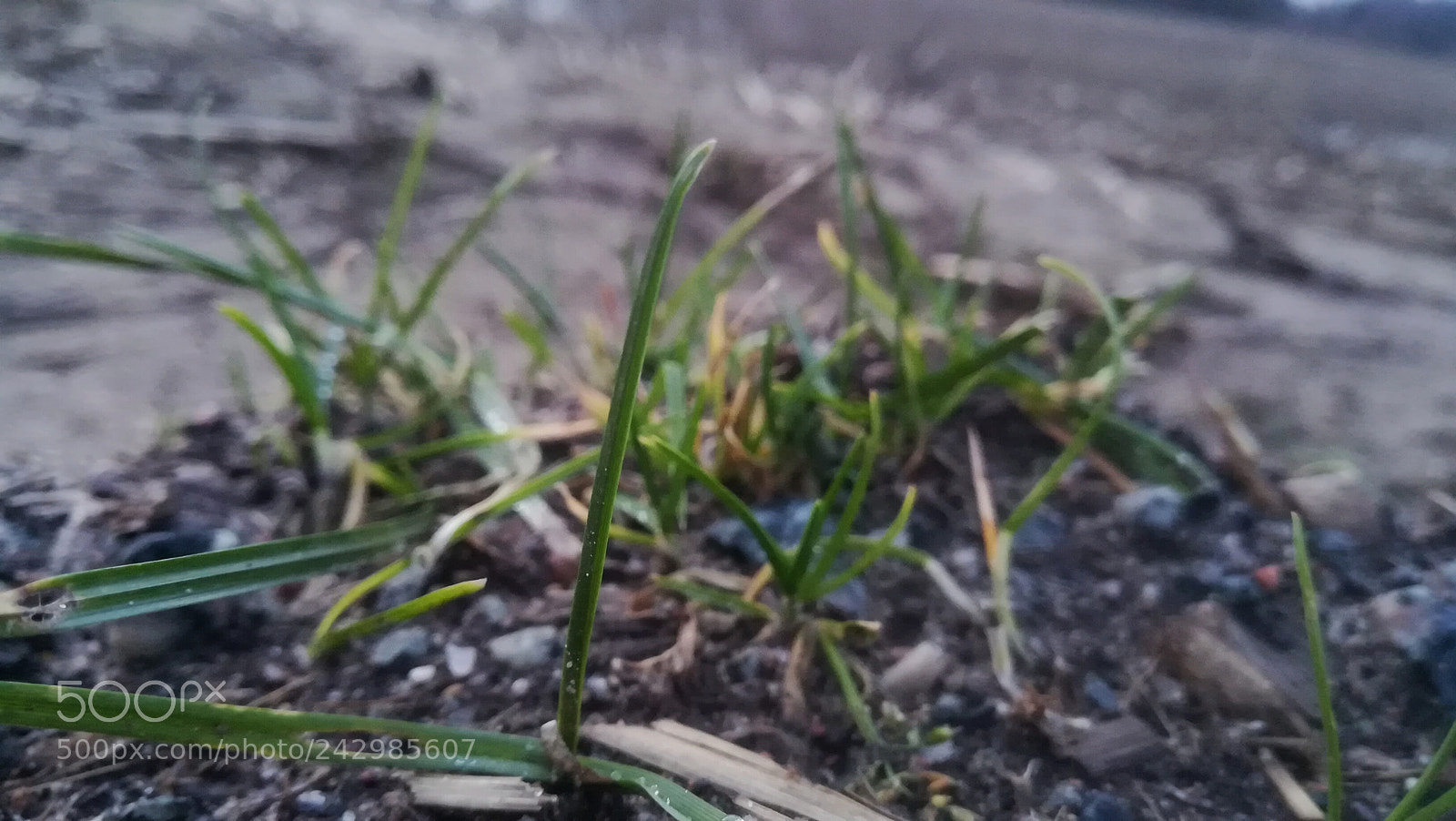 HUAWEI P10 lite sample photo. Untitled photography