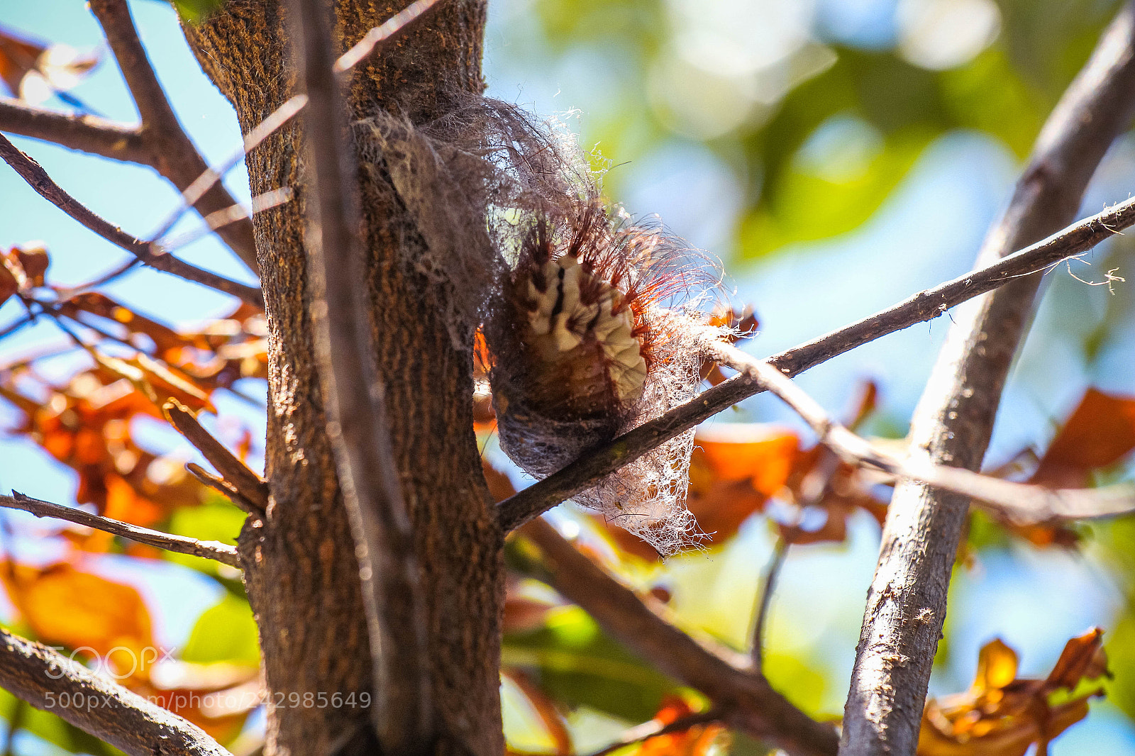 Canon EOS 60D sample photo. Img photography