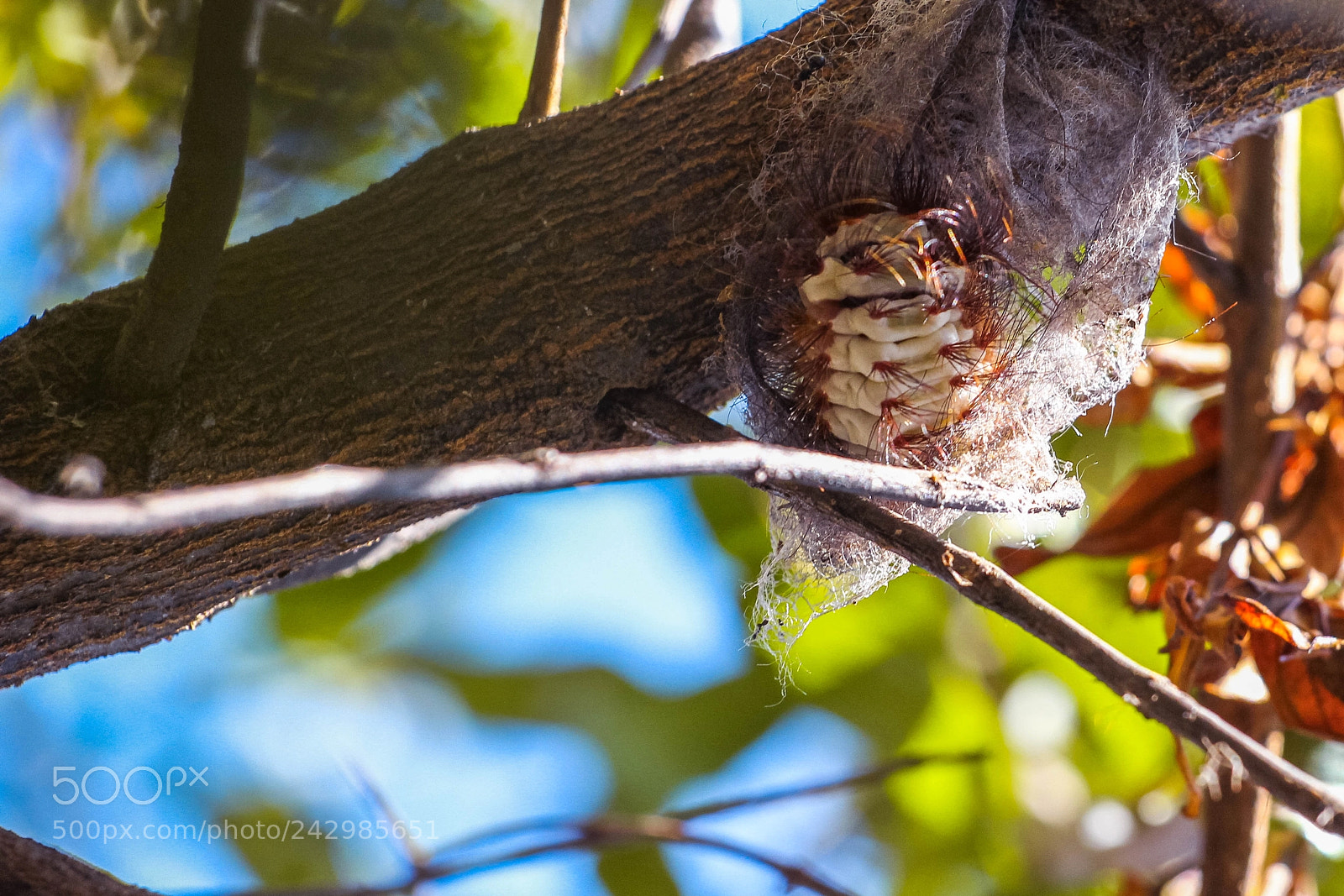 Canon EOS 60D sample photo. Img photography