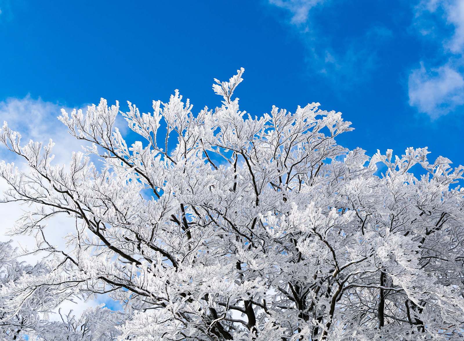 Nikon D3400 sample photo. Tree in winter time photography