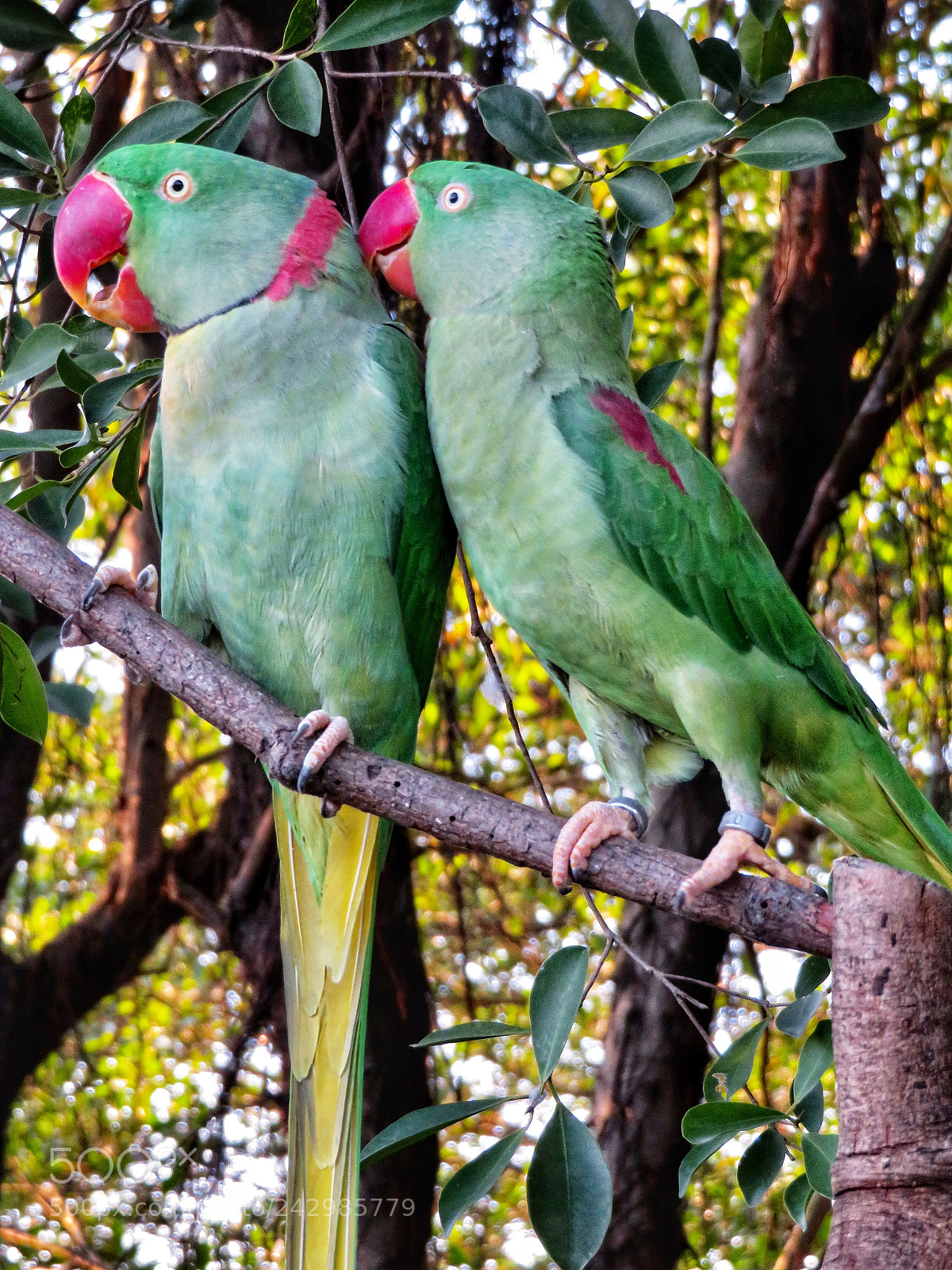Canon PowerShot SX720 HS sample photo. Rose-ringed parakeets photography