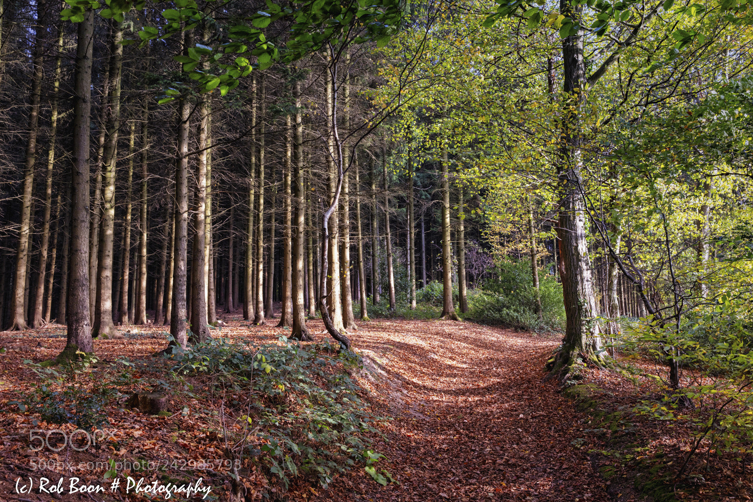 Canon EOS 5DS sample photo. Sunny vijlenerbos photography