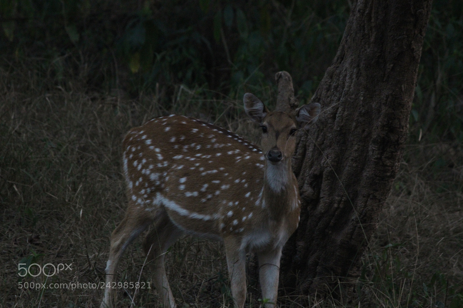 Canon EF-S 55-250mm F4-5.6 IS II sample photo. Wild beauty photography