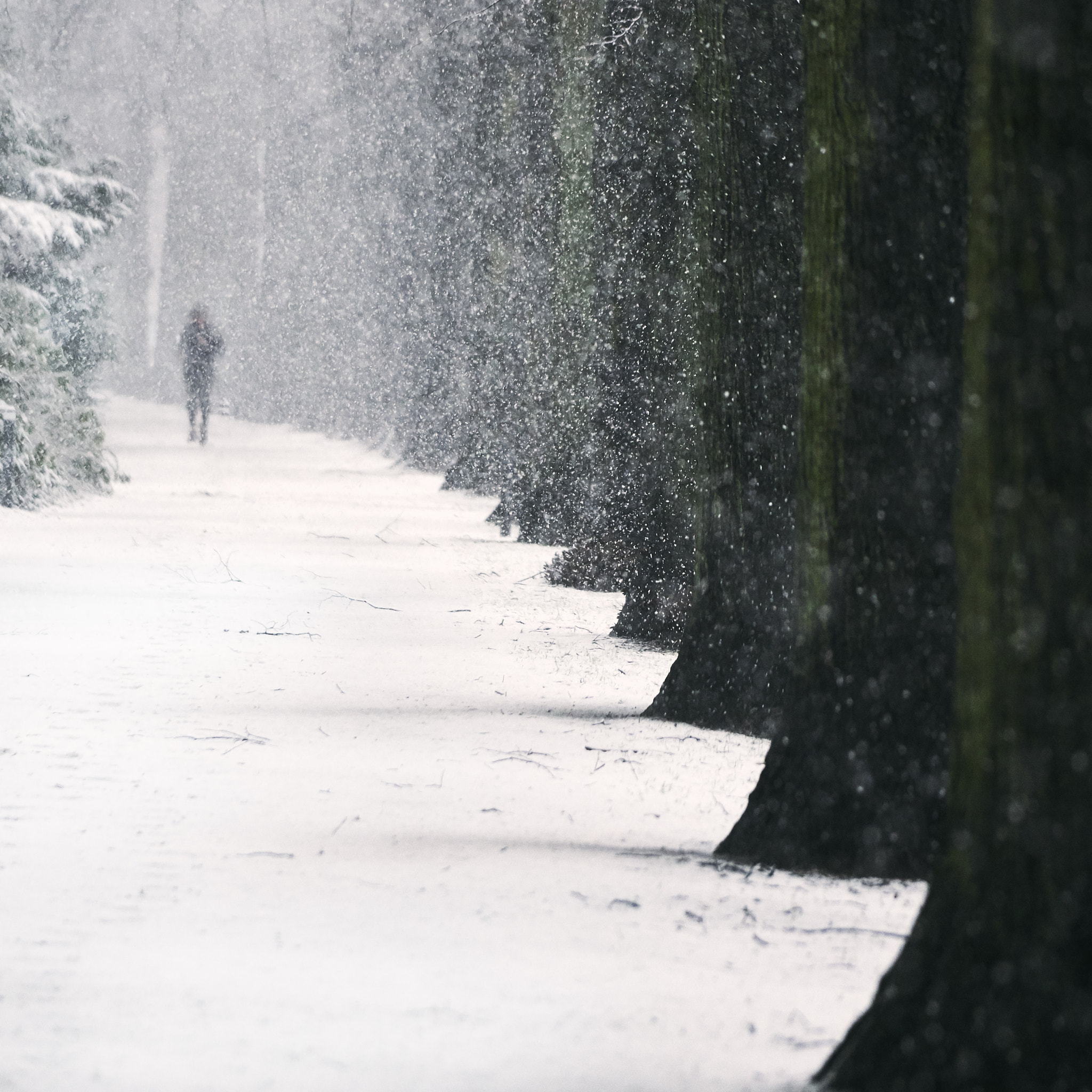 Sony a6000 + Sony FE 70-200mm F4 G OSS sample photo. Schnee photography