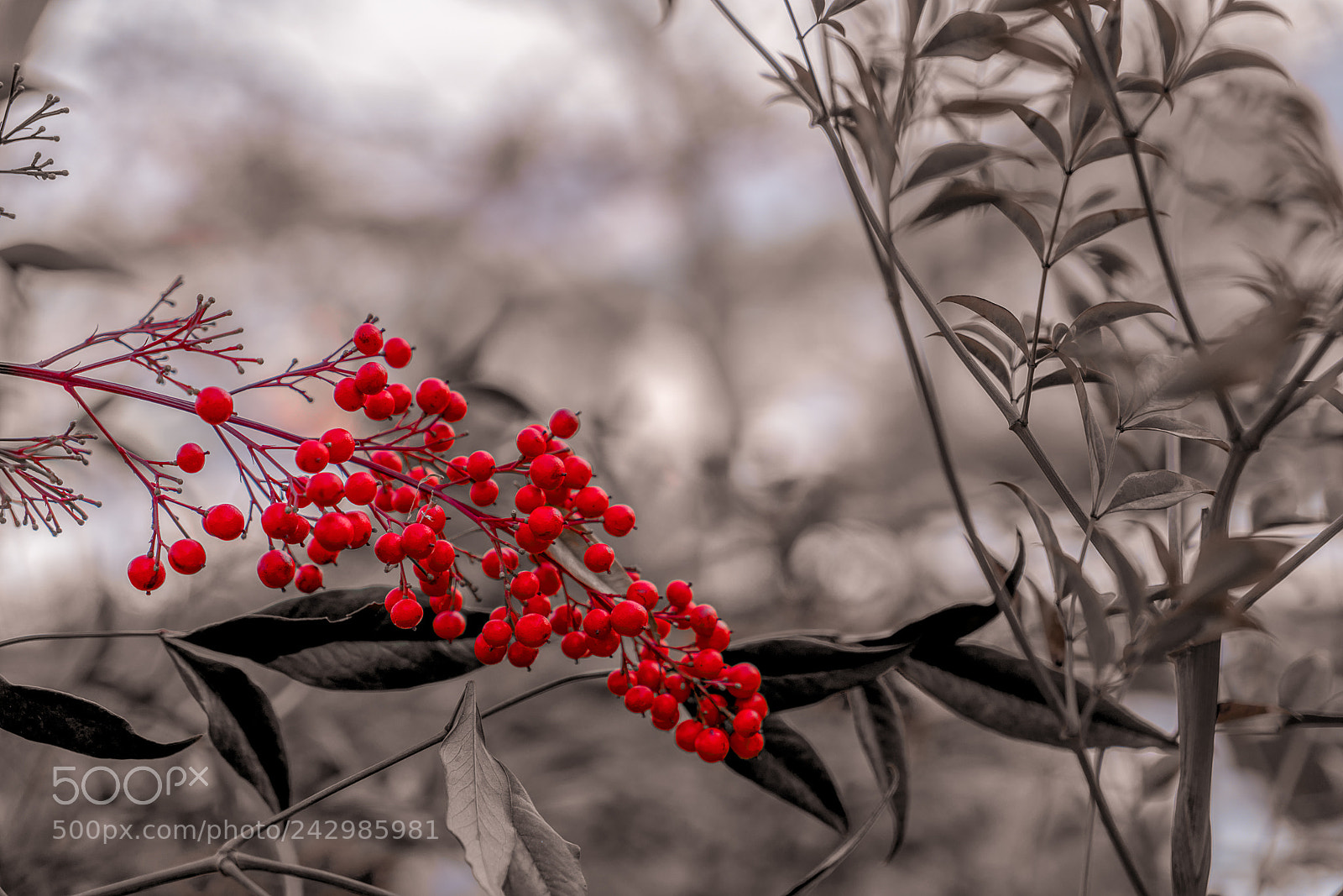 Sony a7R II sample photo. Untitled photography