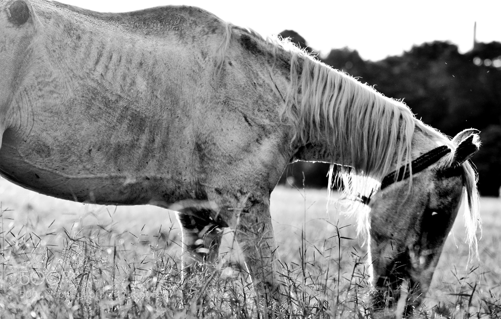 Nikon D5200 sample photo. Horse photography