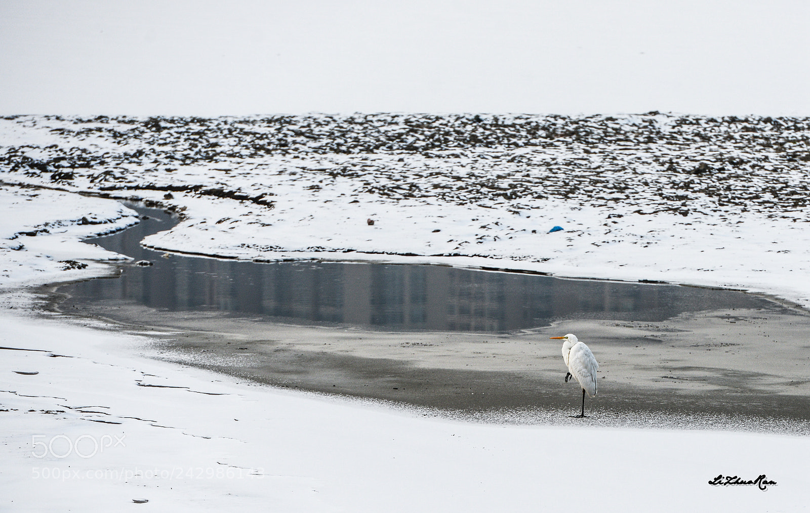 Nikon D800 sample photo. Snow&egret photography