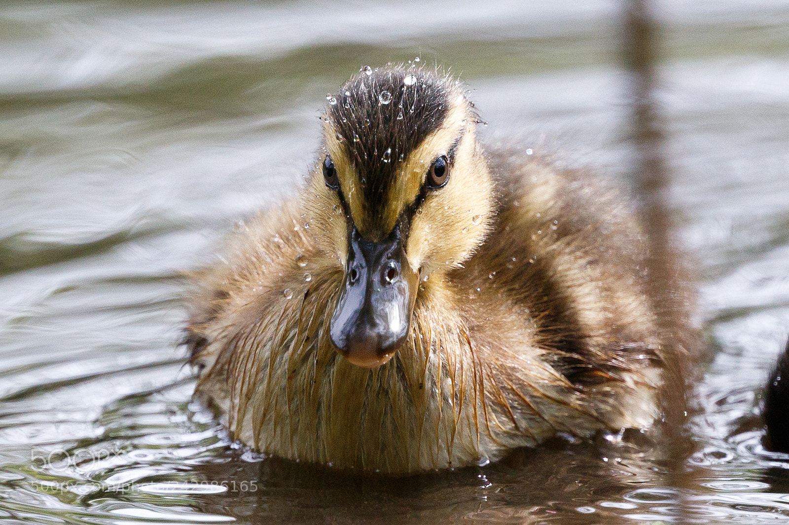 Canon EOS 7D Mark II sample photo. Mallard photography