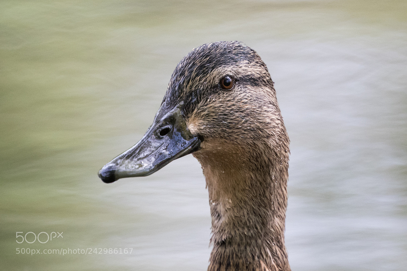 Canon EOS 7D Mark II sample photo. Mallard photography
