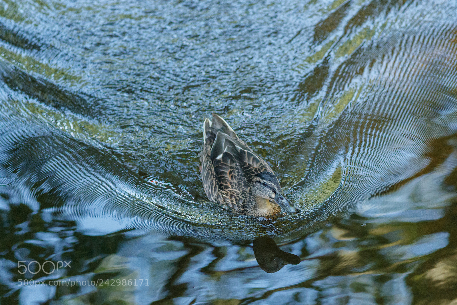 Canon EOS-1D X Mark II sample photo. Mallard photography