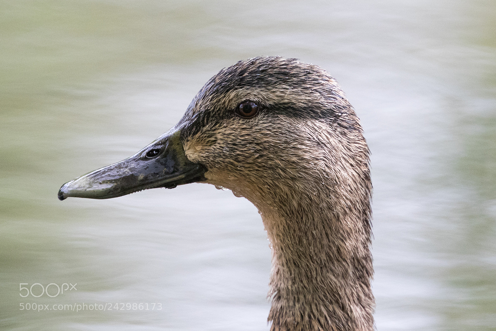 Canon EOS 7D Mark II sample photo. Mallard photography