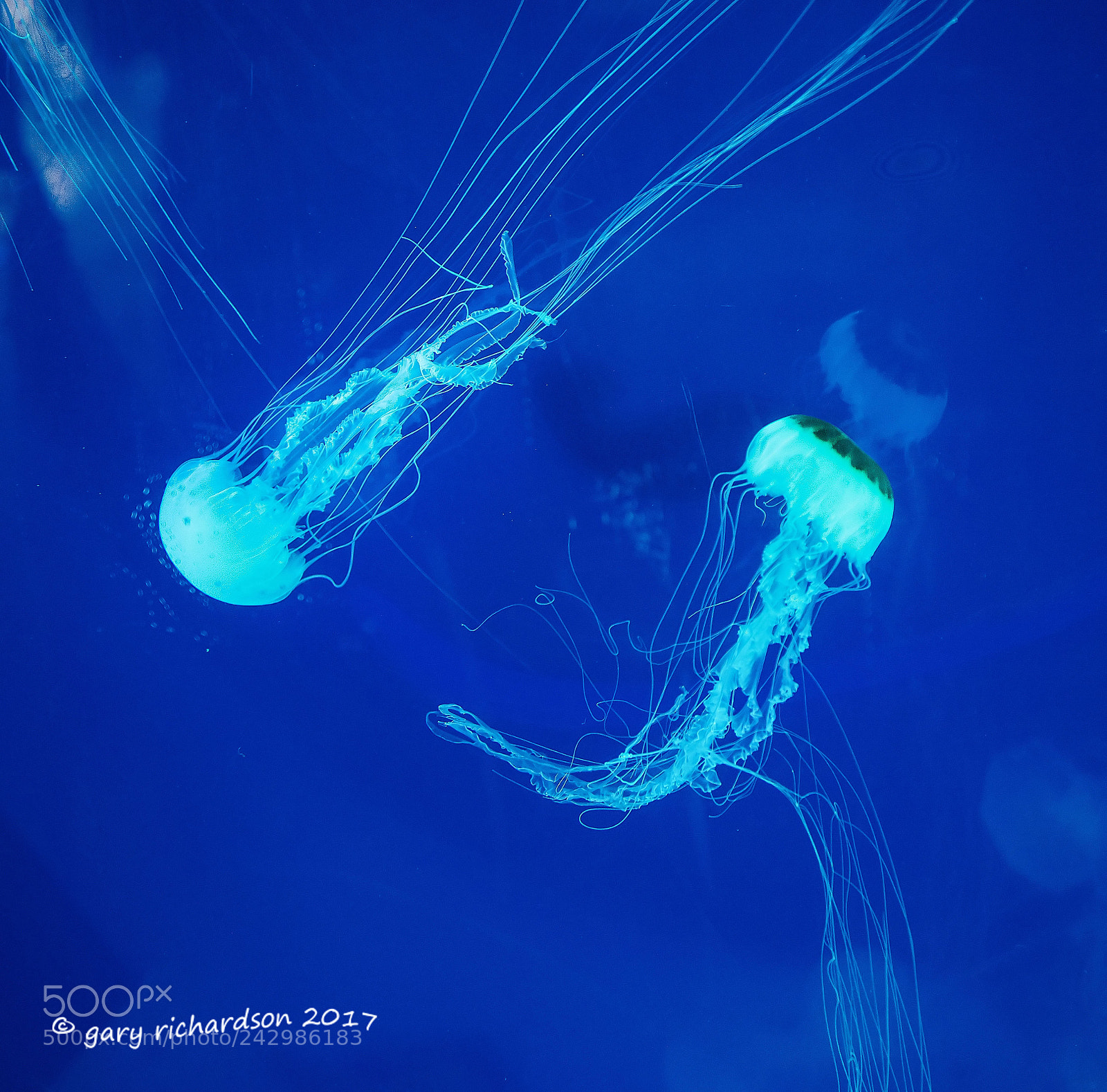 Nikon D810 sample photo. Jellyfish xcaret mexico photography
