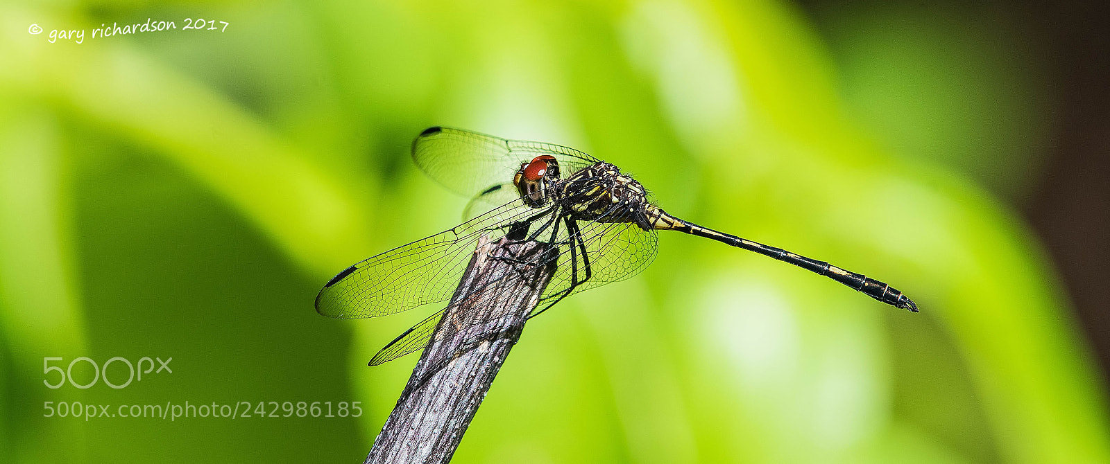 Nikon D500 sample photo. Brown setwing mexico photography