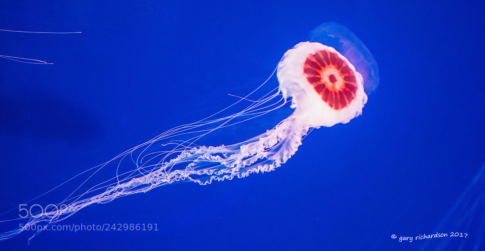 Nikon D810 sample photo. Jellyfish xcaret mexico photography