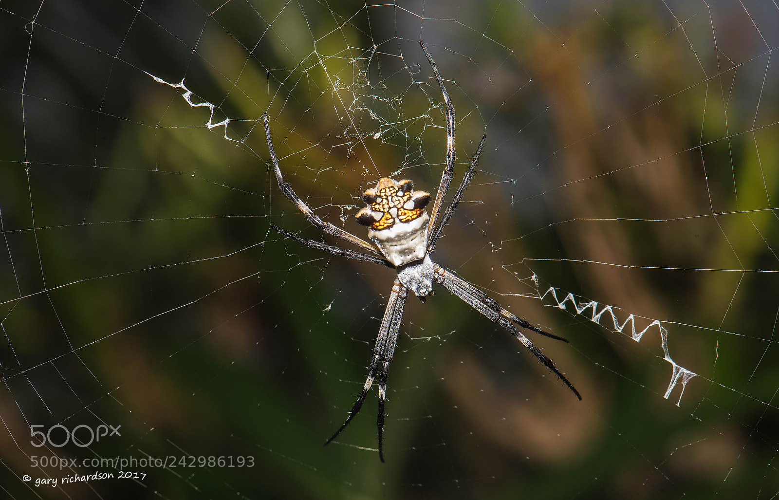 Nikon D810 sample photo. Silver argiope mexico photography