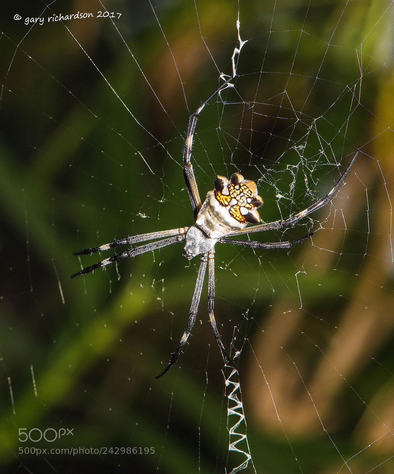 Nikon D810 sample photo. Silver argiope mexico photography