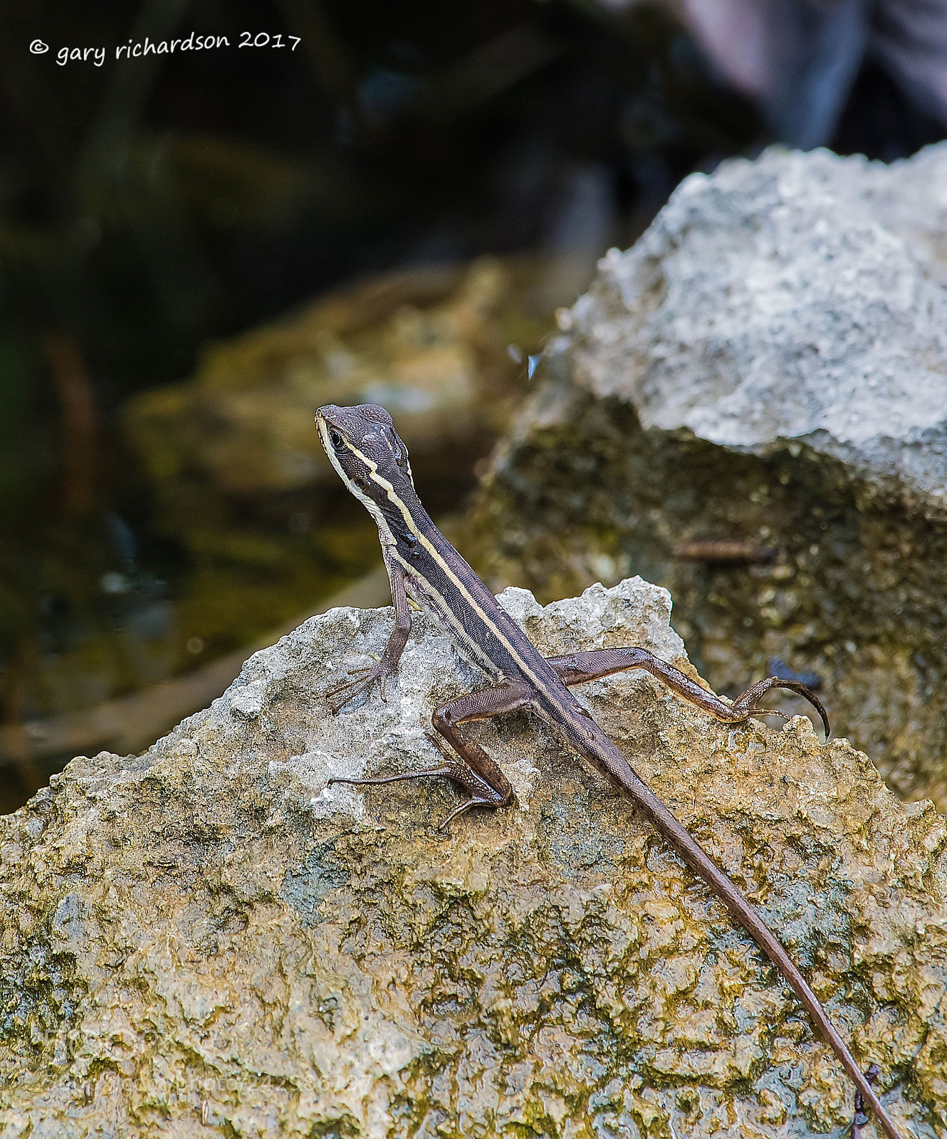 Nikon D500 sample photo. Striped basilisk mexico photography