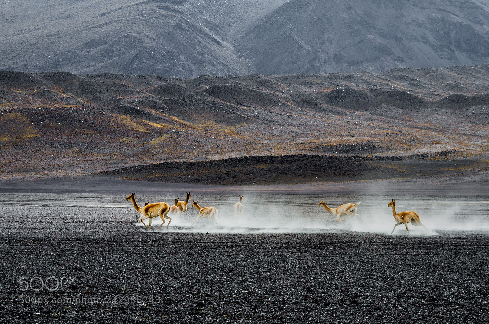 Pentax K-50 sample photo. Vicunas chasing photography