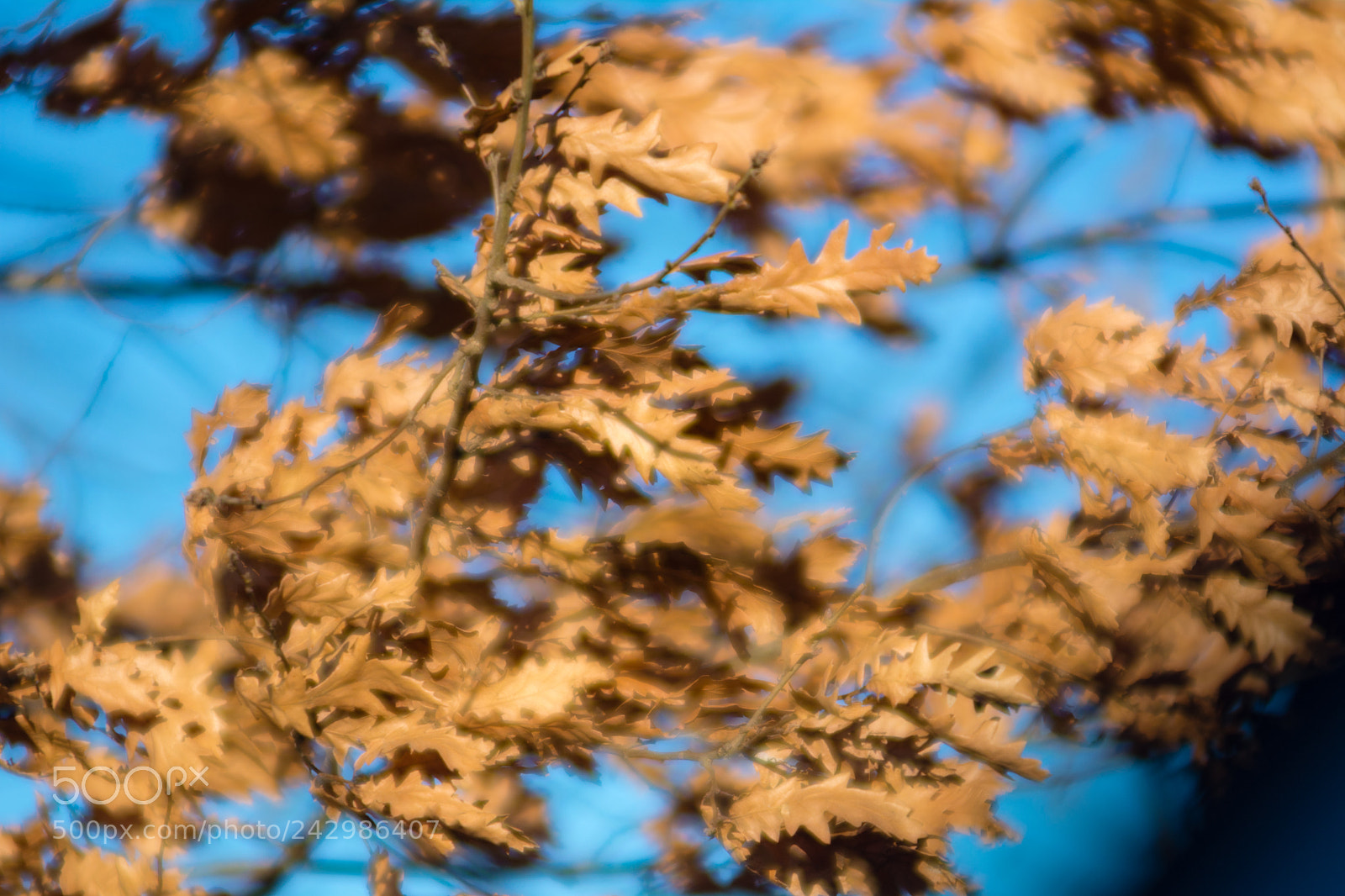 Nikon D7100 sample photo. Vintage lense photography