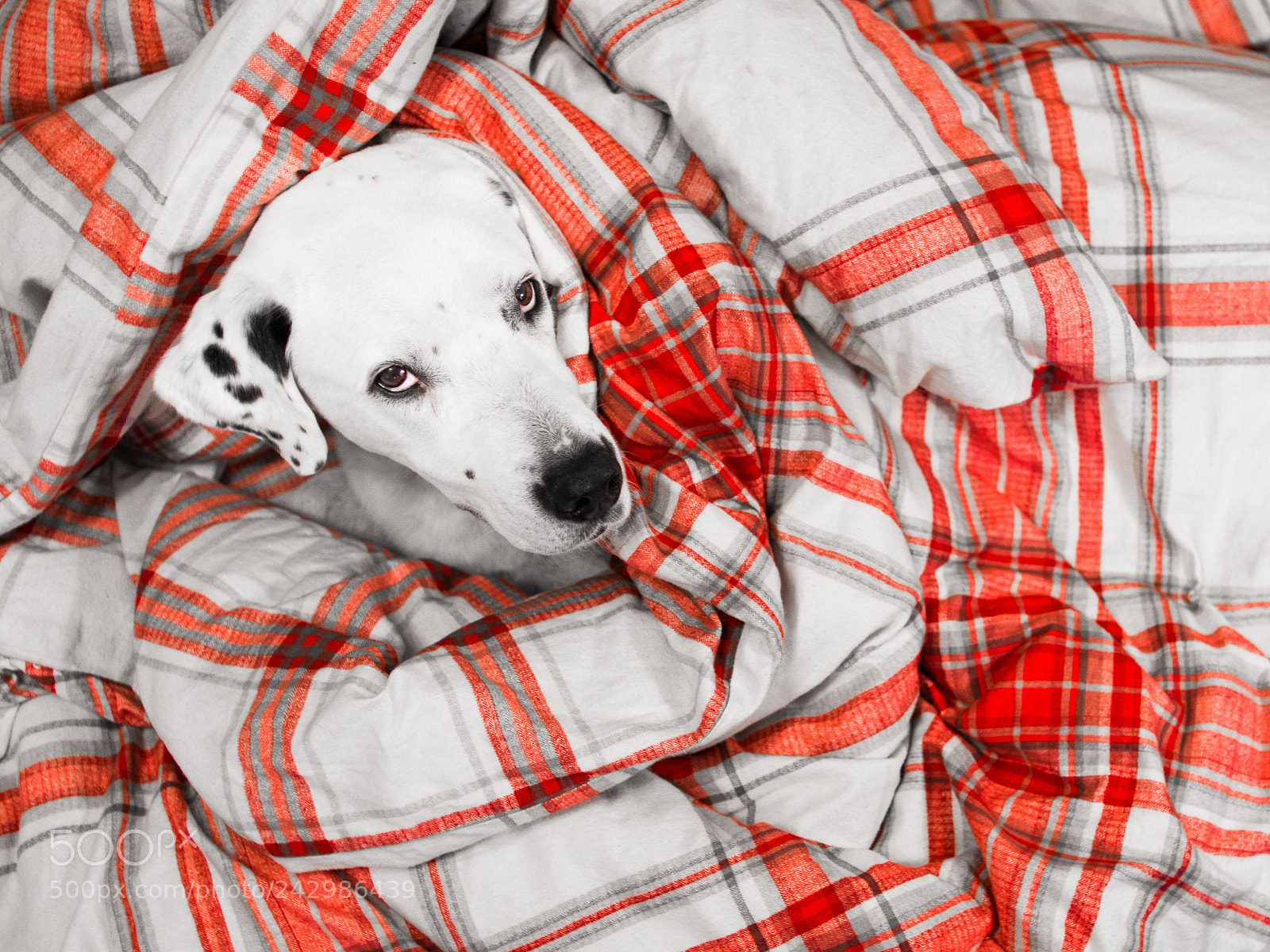 Nikon D800 sample photo. Akira in bed photography