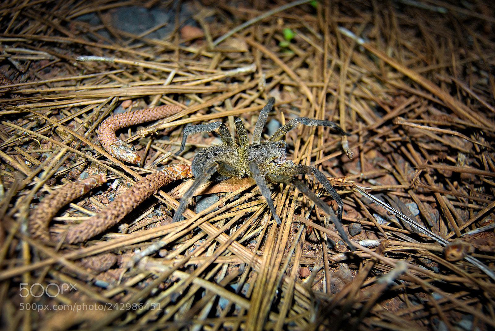 Nikon D3000 sample photo. Aranha armadeira (phoneutria nigriventer) photography