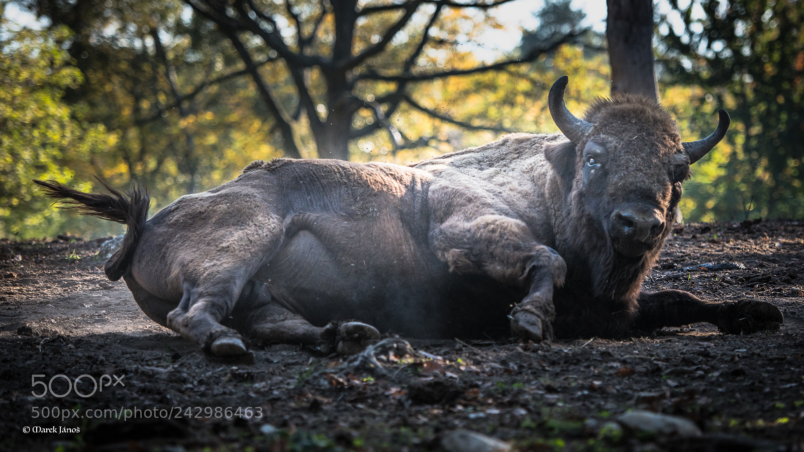 Nikon D800 sample photo. Bison having fun photography