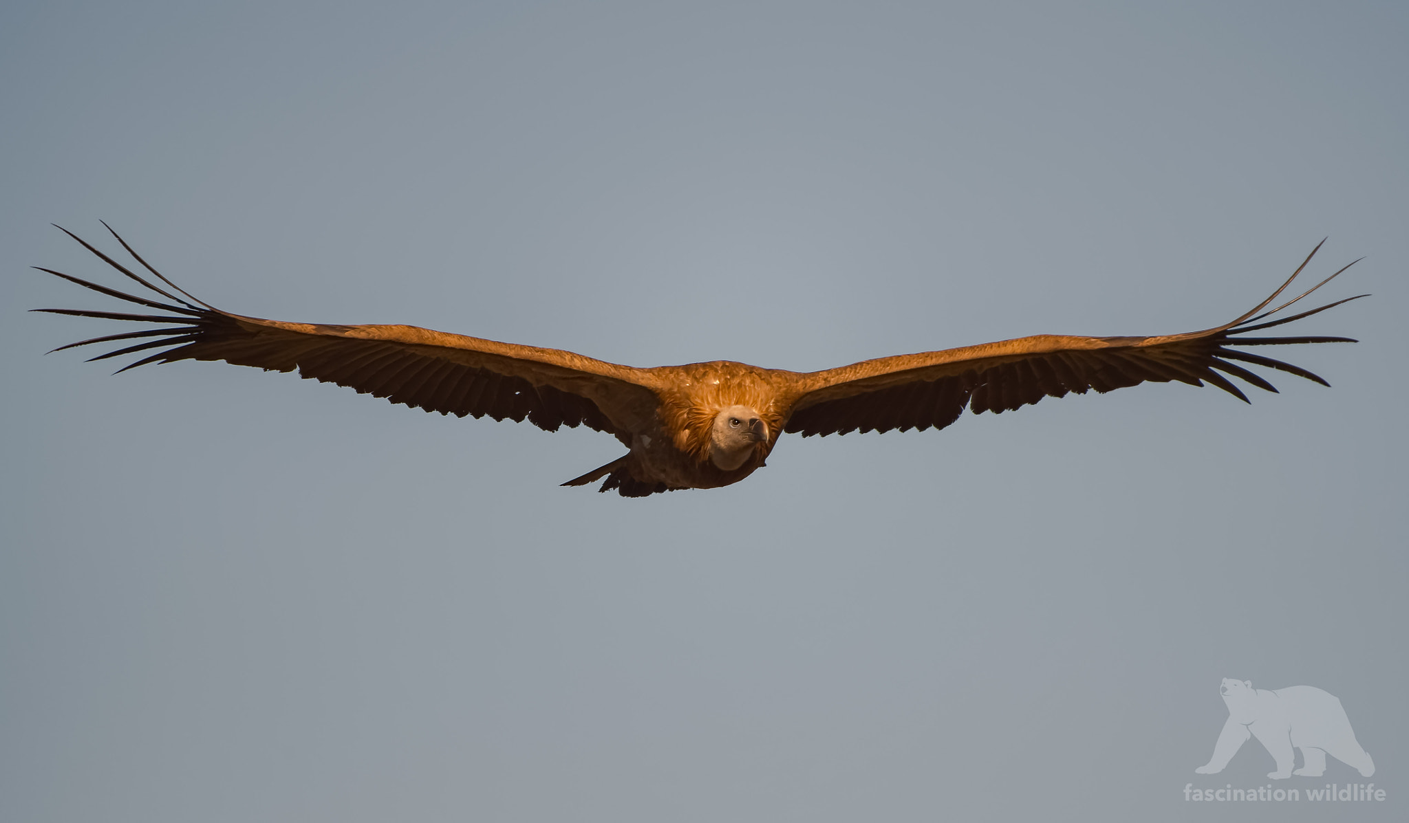 Sigma 150-600mm F5-6.3 DG OS HSM | S sample photo. Aerodynamic perfection photography